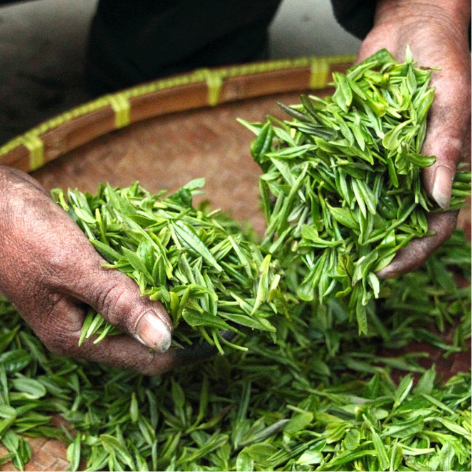 Does Green Tea Actually Taste Good?